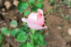 月季花夏天多久浇一次水