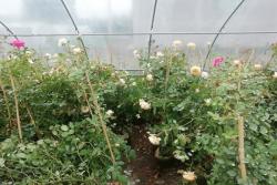 1.5米高度藤本月季价格,基地批发1.5米高度藤本月季价格便宜