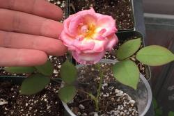 月季花种子怎么种？