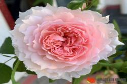 冬季种植月季花小苗需要注意些什么？