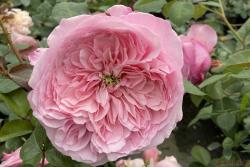 欧洲月季花苗批发零售