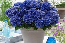 绣球花一年开几次花