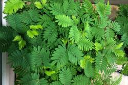 如何养好含羞草盆栽