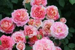 月季能够一年四季都开花吗