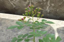 爆香紫月季种植经验分享