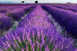 薰衣草花期是几月份，能开多久