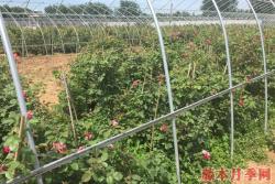 月季苗价格，月季苗的价格是多少？