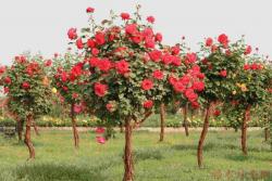 2022年的树状月季批发价格