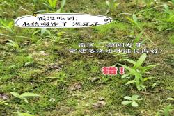 草坪播种需要避开的四个雷区