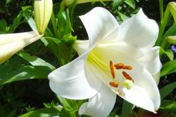 百合花花语寓意解析