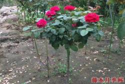 南阳2公分月季树价格,2公分树状月季多少钱一棵