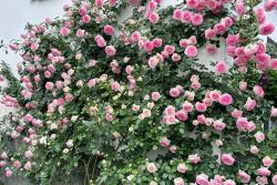 龙沙宝石月季一年能开几次花