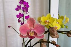 蝴蝶兰的花语和寓意