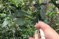 月季夏天可以剪枝吗,月季夏季剪枝有什么注意事项