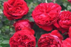 月季花什么季节重剪