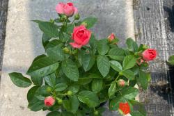月季花如何养才能开花多