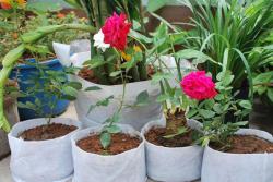 盆栽、地栽、美植袋月季有什么区别？