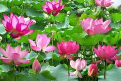 睡莲几点开花，几点闭合