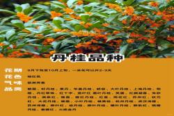 十大名贵桂花品种排行榜