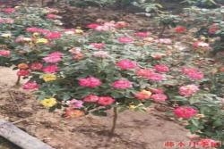 娇艳美丽的月季花树价格是多少？