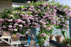 盆栽蓝色阴雨爆花指南