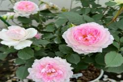 玛莎月季花有什么特点