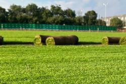 剪股颖有哪些品种,剪股颖什么品种最好