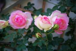 花友2020年月季春花图赏,粉色龙沙宝石镇楼
