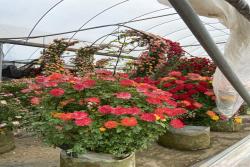 盆栽月季花苗批发零售