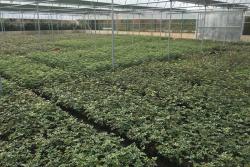 藤本月季扦插小苗价格,藤本月季小苗价格