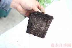 入手月季必须了解的换盆小知识！