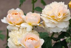 月季养护指南｜从“药罐子”到开花机器的逆袭