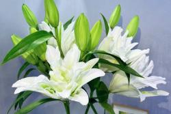 白百合花的花语和寓意