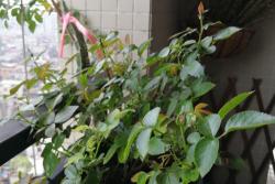 (种植日记)广东阳台上的玫瑰国度的天使