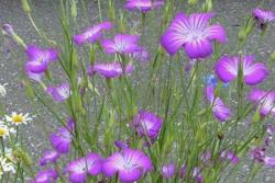 麦仙翁一平方需要播种多少克种子