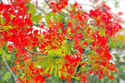 凤凰花什么时候开