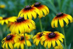 黑心菊每平方种植多少棵