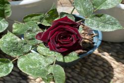 黑玫瑰的花语和象征寓意