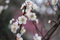 春天常见的观花小乔木都有哪些（如何看花识品种）