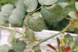 月季花叶子发黄枯萎是怎么回事