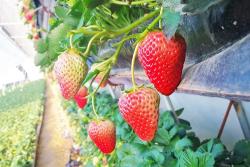 草莓什么季节成熟(12月-4月)