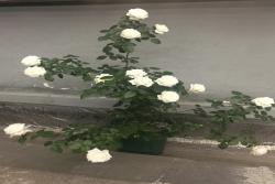 珍妮莫罗月季的优缺点分析