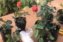 冬天月季花可以施肥吗？