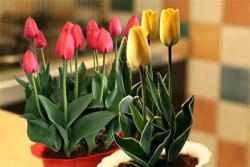 郁金香的水养方法和注意事项