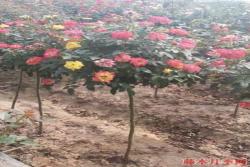 娇艳美丽的月季花树价格是多少？