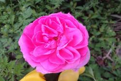 花期最长最好养的藤本月季