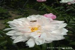 5月花神是芍药,别再只知道月季了！