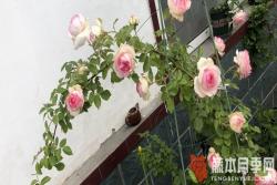 南方地区养不好爬藤月季的原因