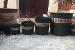 月季花的详细养殖方法