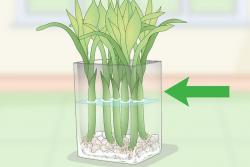 富贵竹养殖方法(水培)